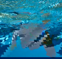 3 Day Whitsundays Sailing and Diving Adventure Kiana - Accommodation Port Hedland