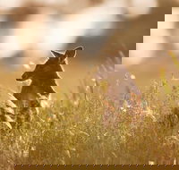 Sunset Blue Mountains Wilderness  Wildlife Tour without the crowds - Accommodation Port Hedland