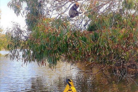 Kangaroo Island Self-Guided Kayaking On The Harriet River - Accommodation Port Hedland 4