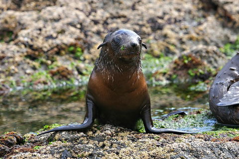 Phillip Island Seal-Watching Cruise - Accommodation Port Hedland 0