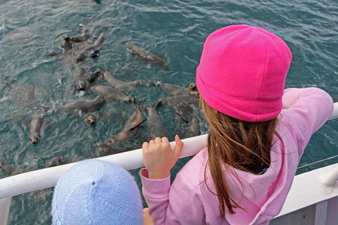Phillip Island Seal-Watching Cruise - Accommodation Port Hedland 2