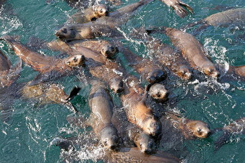 Phillip Island Seal-Watching Cruise - Accommodation Port Hedland 4
