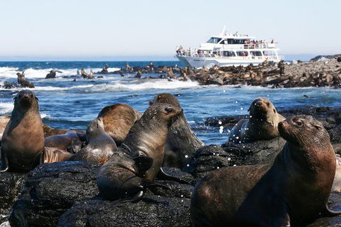 Phillip Island Seal-Watching Cruise - Accommodation Port Hedland 5