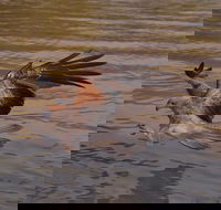 Litchfield and Jumping Crocodiles Full Day Trip from Darwin - Accommodation Port Hedland