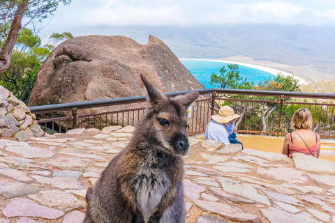 Wineglass Bay & Freycinet NP Full Day Tour From Hobart Via Richmond Village - Accommodation Port Hedland 0