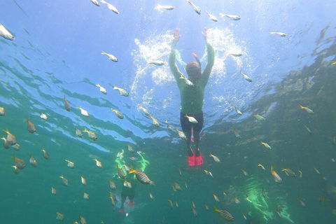 Manly Snorkel Trip And Nature Walk With Local Guide - Accommodation Port Hedland 0