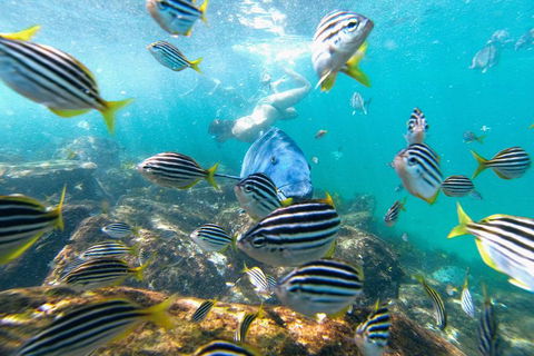 Manly Snorkel Trip And Nature Walk With Local Guide - Accommodation Port Hedland 2