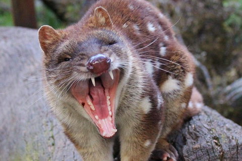 After Dark Tasmanian Devil Feeding Tour At Cradle Mountain - Accommodation Port Hedland 0