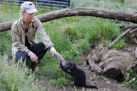 After Dark Tasmanian Devil Feeding Tour At Cradle Mountain - Accommodation Port Hedland 1