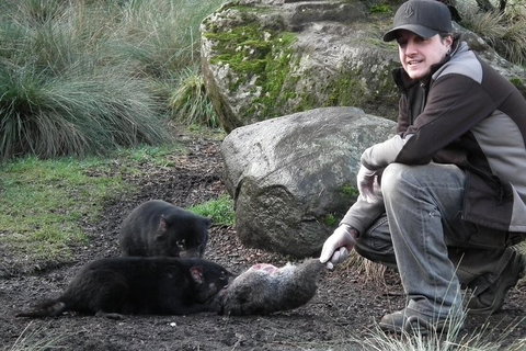 After Dark Tasmanian Devil Feeding Tour At Cradle Mountain - Accommodation Port Hedland 2