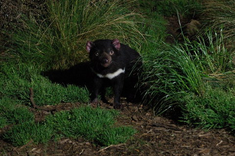 After Dark Tasmanian Devil Feeding Tour At Cradle Mountain - Accommodation Port Hedland 4