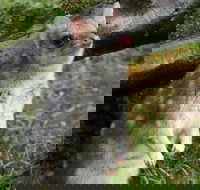 1-Hour Tasmanian Devil Feeding Day Tour at Cradle Mountain - Accommodation Port Hedland