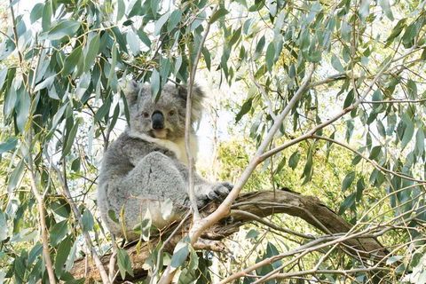 Ultimate Reverse Direction - 12 Apostles, Great Ocean Road - Small Group Tour - Accommodation Port Hedland 5
