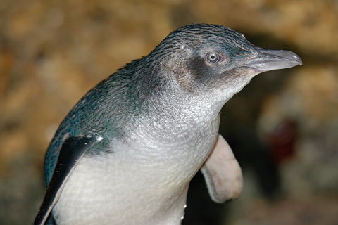 Healesville Sanctuary And Phillip Island Wildlife Bus Tour - Accommodation Port Hedland 4