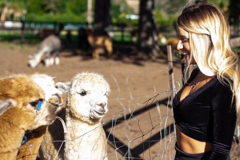 O'Reilly's & Lamington National Park Incl. Alpaca Farm + Vineyard - Accommodation Port Hedland 3