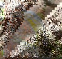 Byron Bay Combo Minyon Falls and Hinterland Day Trip and Learn to Surf at Byron Bay - Accommodation Port Hedland