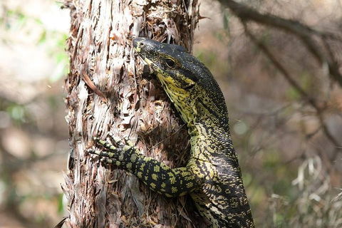 Byron Bay Combo: Minyon Falls And Hinterland Day Trip And Learn To Surf At Byron Bay - Accommodation Port Hedland 0