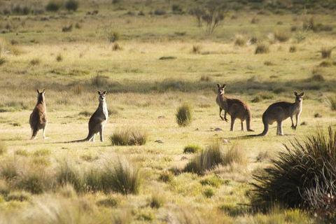 The Explorers' Discovery Tour - Gold, Wine & Wildlife - Accommodation Port Hedland 5