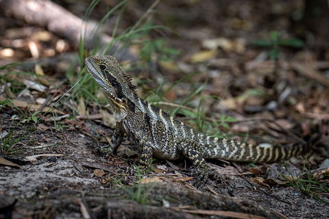 Cape Byron Aboriginal Tour - Accommodation Port Hedland 3