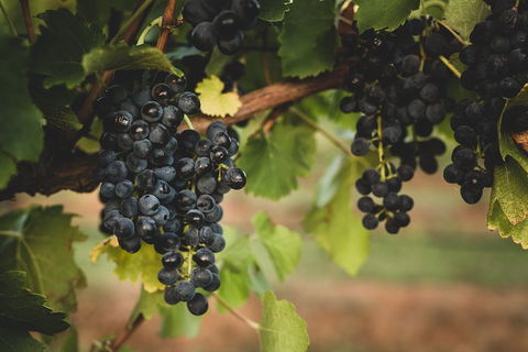 Hideaway Private Tours Hunter Valley- Indulgence Wine Tour (Full Day) - Accommodation Port Hedland 3