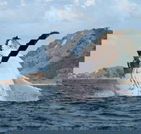 Byron Bay Whale Watching Cruise - Accommodation Port Hedland