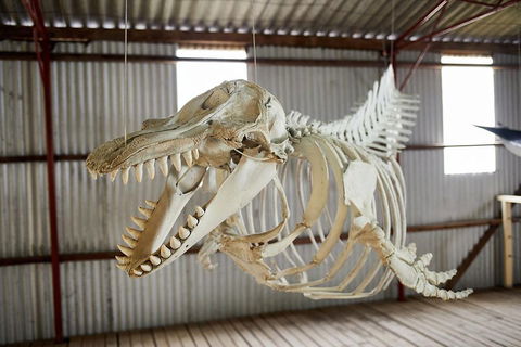 Albany's Whale Story - Accommodation Port Hedland 3