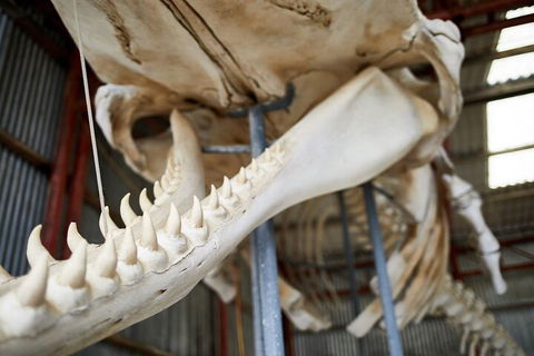 Albany's Whale Story - Accommodation Port Hedland 5