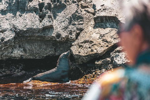 Adventure Rottnest Tour With Ferry & Adventure Cruise From Perth Or Fremantle - Accommodation Port Hedland 1