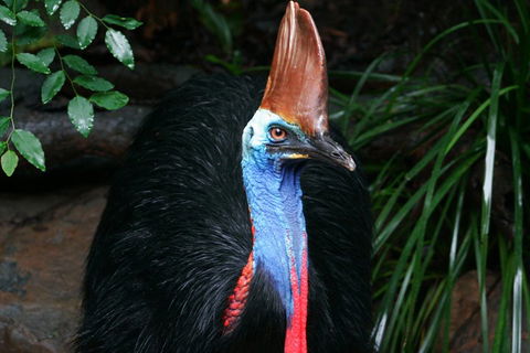 Cape Tribulation, Daintree Rainforest And Wildlife Tour - Accommodation Port Hedland 5