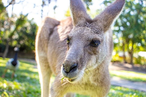 Virtual Interactive Australian Wildlife Tour With Private Guide-Wildlife Habitat - Accommodation Port Hedland 2