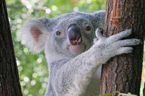 Virtual Interactive Australian Wildlife Tour With Private Guide-Wildlife Habitat - Accommodation Port Hedland 3