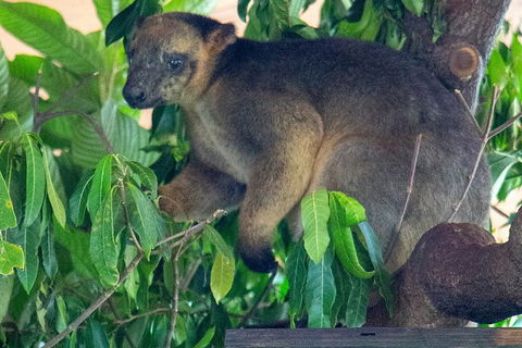 Virtual Interactive Australian Wildlife Tour With Private Guide-Wildlife Habitat - Accommodation Port Hedland 4
