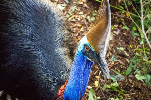 Virtual Interactive Australian Wildlife Tour With Private Guide-Wildlife Habitat - Accommodation Port Hedland 5
