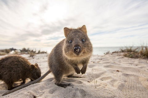 Rottnest Bayseeker Bus Tour From Hillarys Boat Harbour - Accommodation Port Hedland 1
