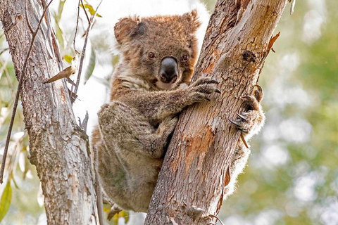 Wild Australian Wildlife 4WD Tour From Sydney - Accommodation Port Hedland 1