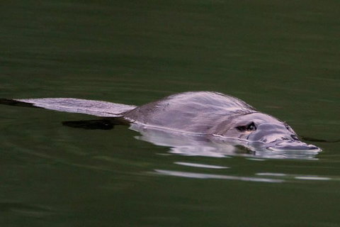 Wild Australian Wildlife 4WD Tour From Sydney - Accommodation Port Hedland 2