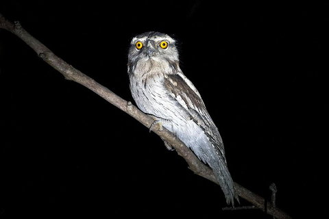 Wild Australian Wildlife 4WD Tour From Sydney - Accommodation Port Hedland 4