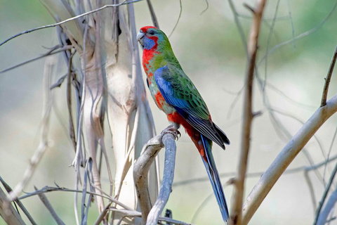 Wild Australian Wildlife 4WD Tour From Sydney - Accommodation Port Hedland 5