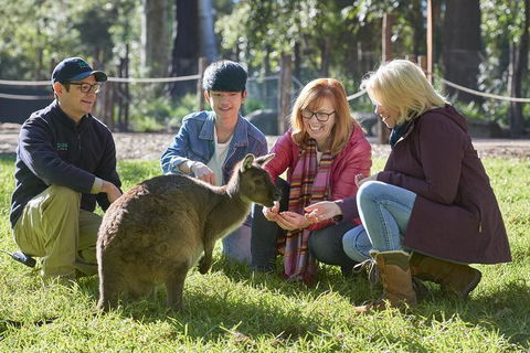 VIP Sanctuary Tour At Healesville Sanctuary Ticket - Accommodation Port Hedland 2