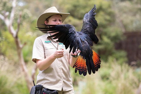 VIP Sanctuary Tour At Healesville Sanctuary Ticket - Accommodation Port Hedland 5