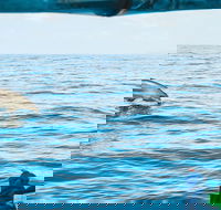 Cruise with Dolphins in Byron Bay - Accommodation Port Hedland