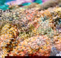 Sunshine Coast Eumundi Markets Return Minibus Transfer - Accommodation Port Hedland