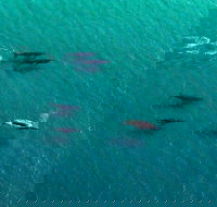 40-45 Minute Port Stephens and Stockton Beach Helicopter Flight - For 2 - Accommodation Port Hedland