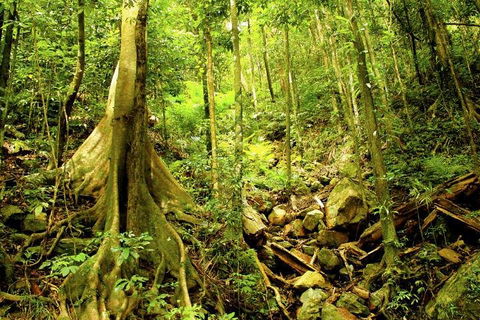 Barron Gorge And Kuranda National Park Half Day Rainforest And Waterfall 4WD Tour From Cairns - Accommodation Port Hedland 4