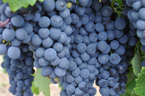 Adelaide Hills Day Tour. Winery Cellar Doors - Accommodation Port Hedland 3
