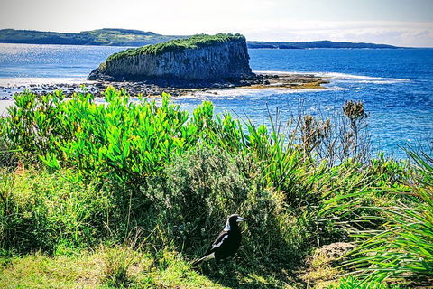 Erupting Blowholes And Ancient Rainforests With 'Personalised Sydney Tours' - Accommodation Port Hedland 3