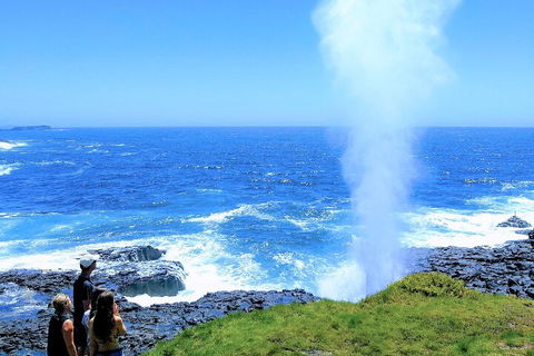 Erupting Blowholes And Ancient Rainforests With 'Personalised Sydney Tours' - Accommodation Port Hedland 5