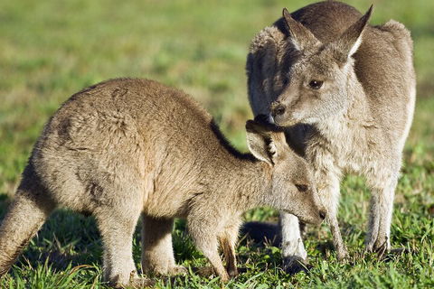 LGBT+ Friendly Full Day Phillip Island Private Tour - Accommodation Port Hedland 3