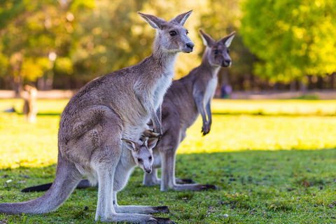 LGBT+ Friendly Full Day Phillip Island Private Tour - Accommodation Port Hedland 4