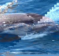 Jervis Bay Dolphin Watch Cruise - Accommodation Port Hedland